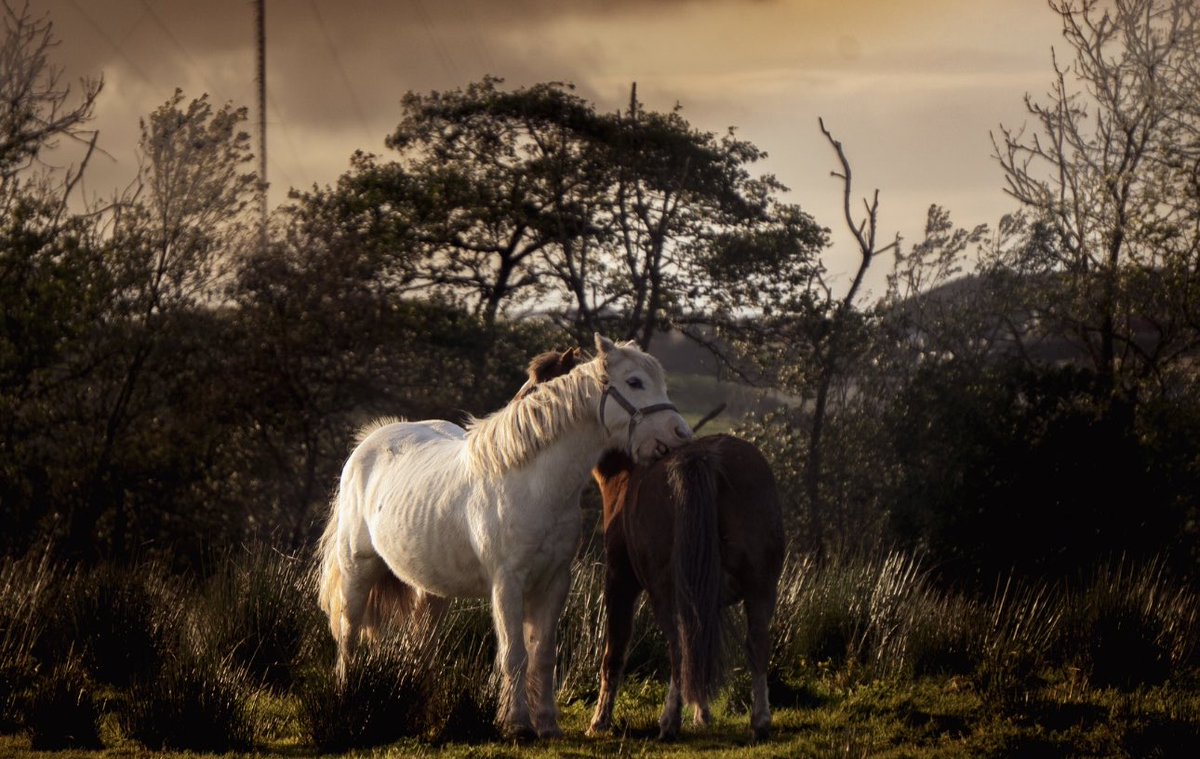 Ponieshelp's tweet photo. Huge thankyou to Lauren Thomson Photography for these beautiful moments.

You have truly captured Ponies Help Children in everything that we love and do❤️🐴

These are just some photos- if you would like to see more, please visit:
https://t.co/Wl6Y9677du https://t.co/MWlY6sKwE8