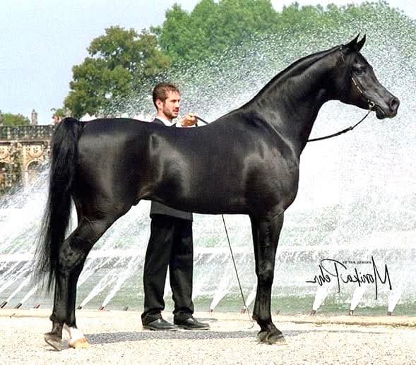 ويهونُ جرحُ العابرينَ إذا مضوا ، 
لكنّ جرحَ الأقربينَ أليم ….عرض المزيد