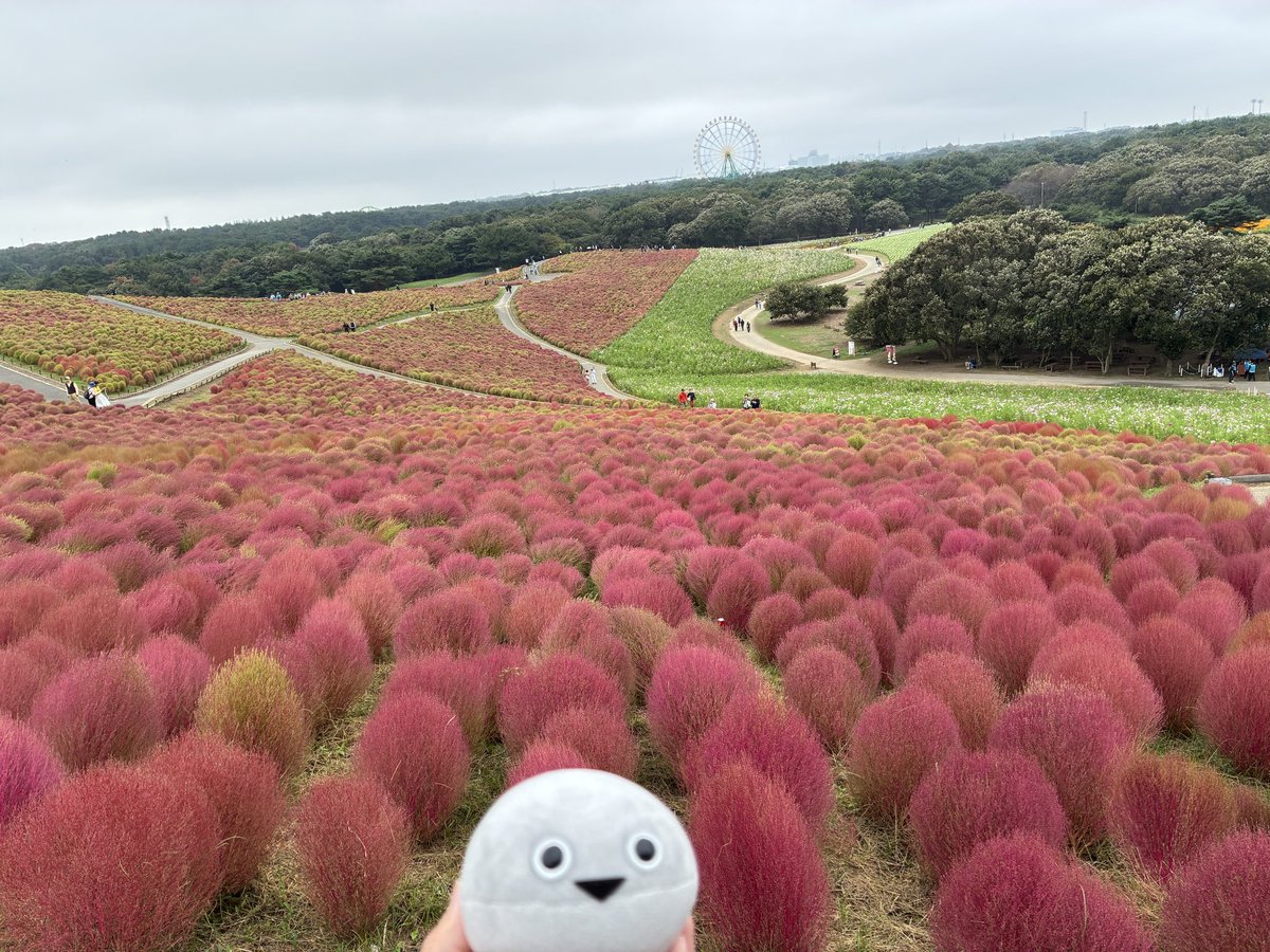 🐟こきあ！ぴー！！

#まめぴす