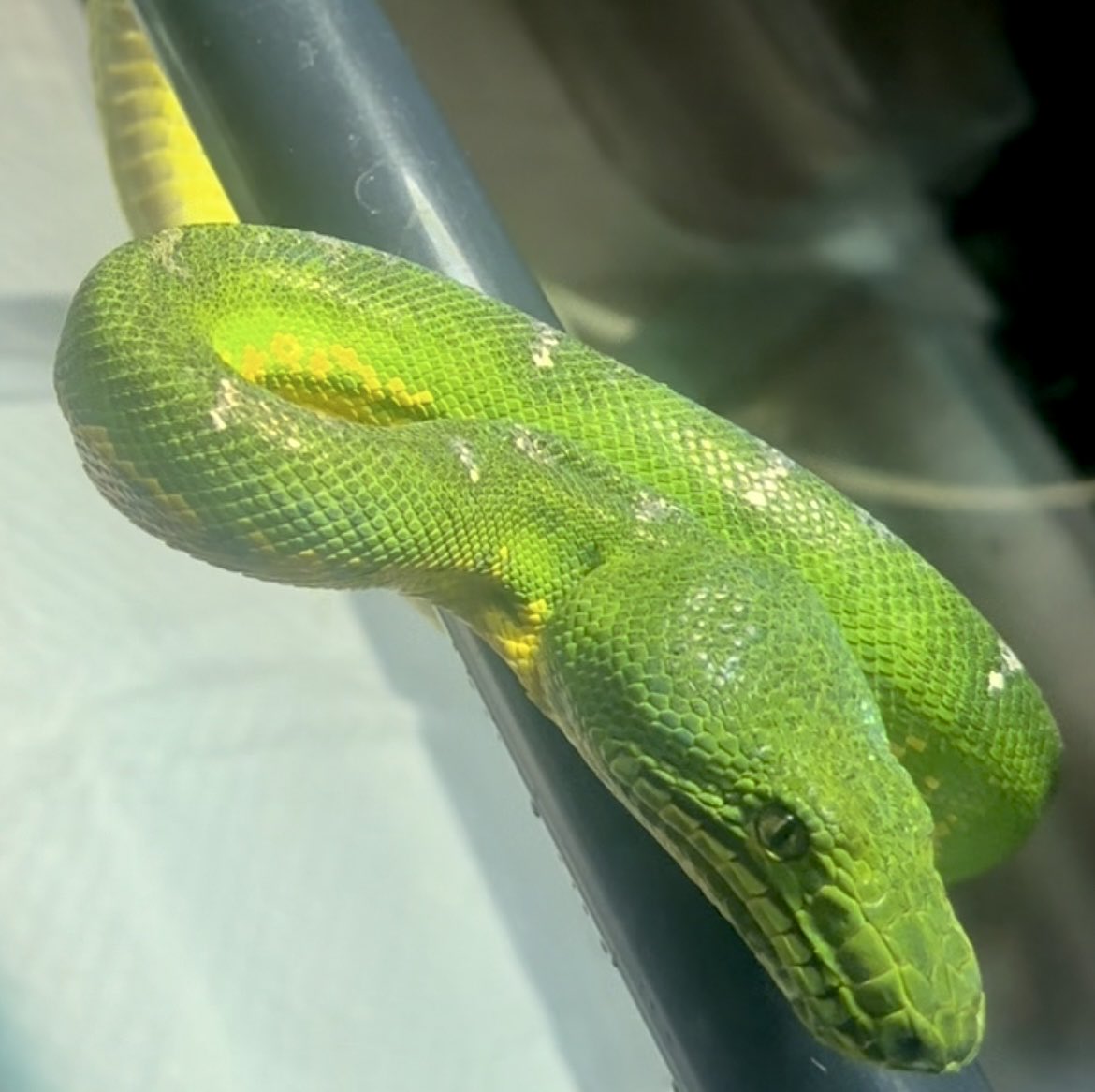 chappi_python's tweet image. お客さんからエメラルドツリーボアとグリーンパイソンの見た目の違いを聞かれますので、比較写真を📸
綺麗に顔撮れてないから分かりにくいか😶🌫️
個人的には両方とも大好きなヘビです🐍
ちなみにエメラルドツリーボアは販売中です🫢
#エメラルドツリーボア
#グリーンパイソン
#徳島
#爬虫類