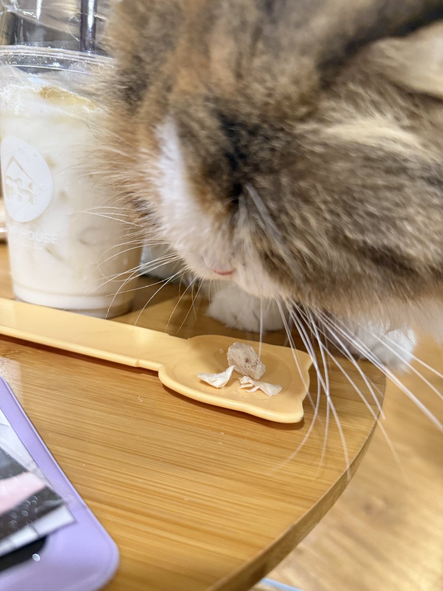 fearrrr0602's tweet image. น้องเเมวเสิร์ฟถึงโต๊ะเลยย งานน่ารักมากๆคับบ💝เติมเเมวก่อนทำงานน ใส่รุปไม่พออ #lightofmylifepjm