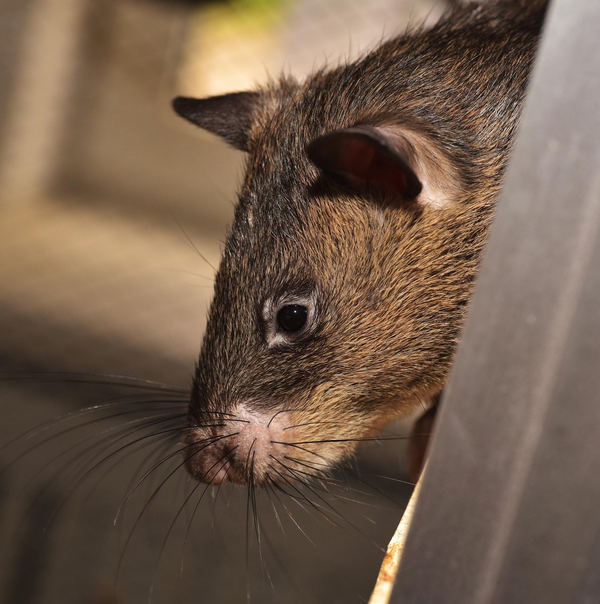No one wants uninvited guests—especially the furry kind! 🐭✨ Keep your home cozy and rat-free with these simple tips from the pros. Check out our latest guide for easy, effective solutions:  
👉 jjext.com/keep-your-home…