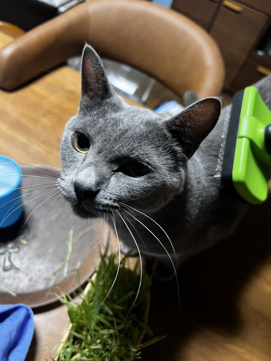 グラグラ♪

#イケメン
#イケメン猫
#二重の猫
#保護猫
#ブルー猫
#グレー猫
#FIP