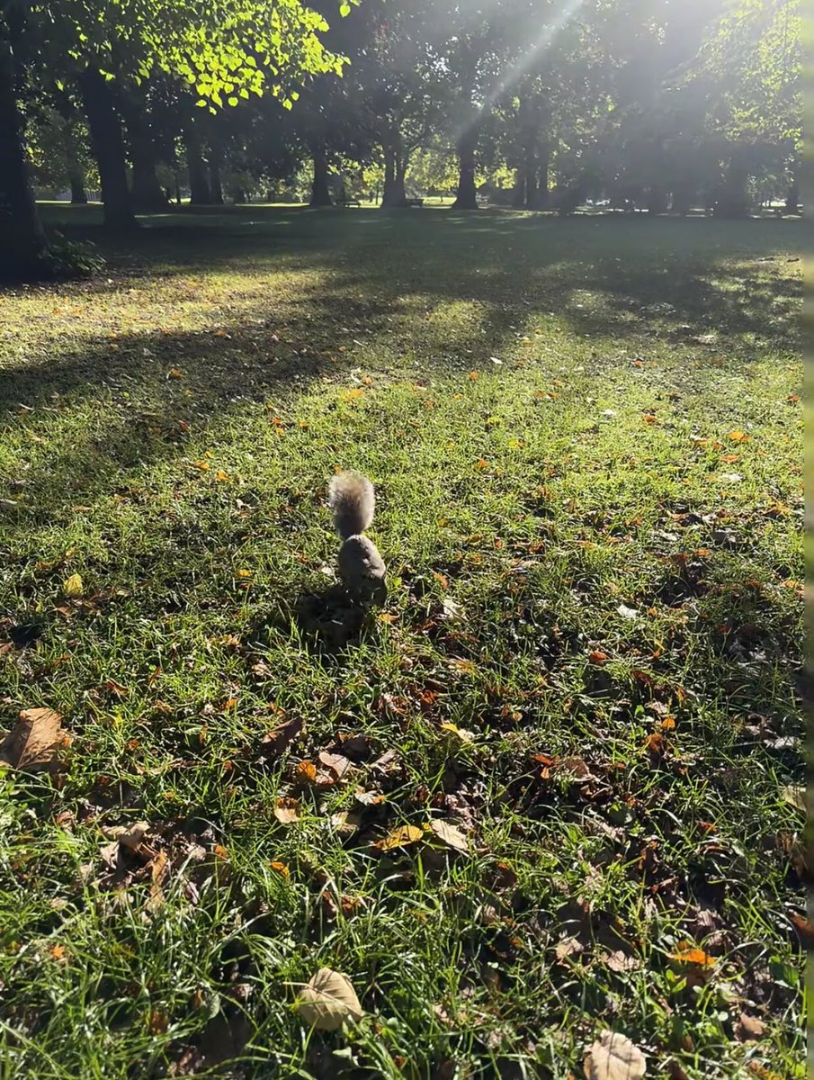 Anna8879ai's tweet photo. Stroll along the green paths of Hyde Park and feel the fresh air gently kissing your face. Whether you are jogging along the lakeside path, doing yoga in the morning mist, or cycling through century-old trees, this is the best place to relax your body and mind and start the day. https://t.co/woFG5TBCdX