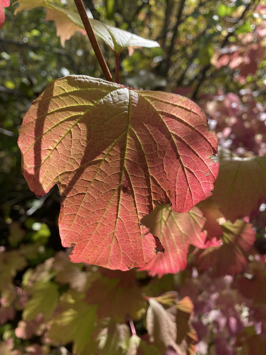 Sonia Zuccaro tweet media