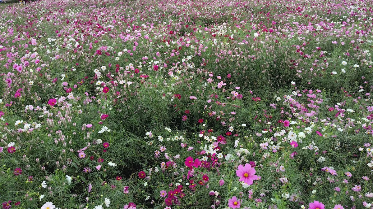藤原宮跡にて
（奈良県橿原市）

コスモスの花畑がすっごいキレイ！！😄📷🌺
背の高さ近くまで育ったコスモスに囲まれる経験は
そうそうできるものではないっ・・・！

コスモスのつぼみがまだまだあったのであと
2週間くらいは圧巻のコスモス畑を見れそう👍