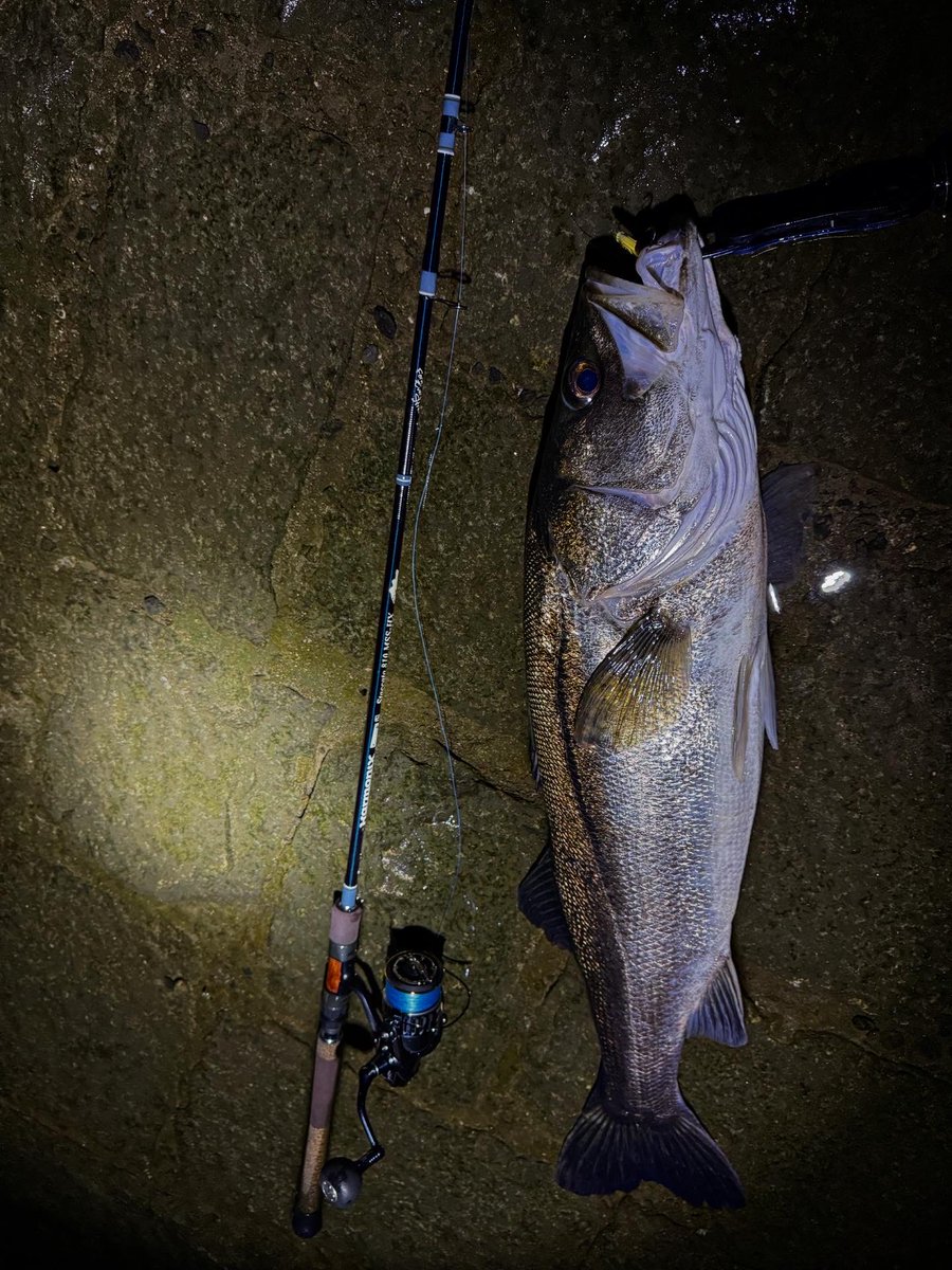 RayNorinobu1209's tweet photo. 余裕のランカーオーバー✌️

 #tulala
#tulalajp 
#staccato810
#seabass
#lurefishing https://t.co/BiLAYY3E3l