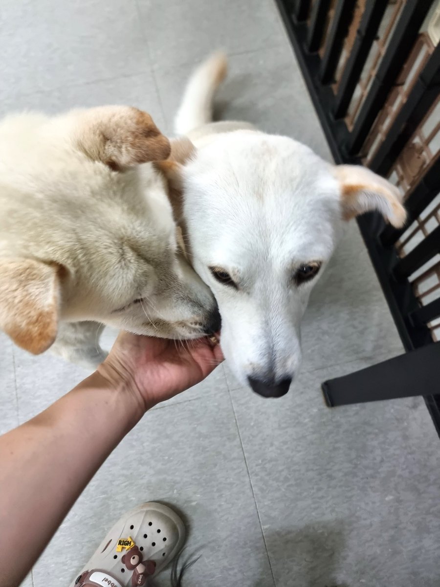 💕소망이의 해외 입양을 위한 단기 임보처를 찾아요!💕
2-3개월 예정이며, 홍성보호소에서 안락사 직전 구조되었어요 ㅠㅠ
16kg 중성화 여아이며 
대인사화성 훌륭하고 비슷한 크기의 강아와 잘 지내는 착순이입니다!!
귀가 너무 작고 갈색임…