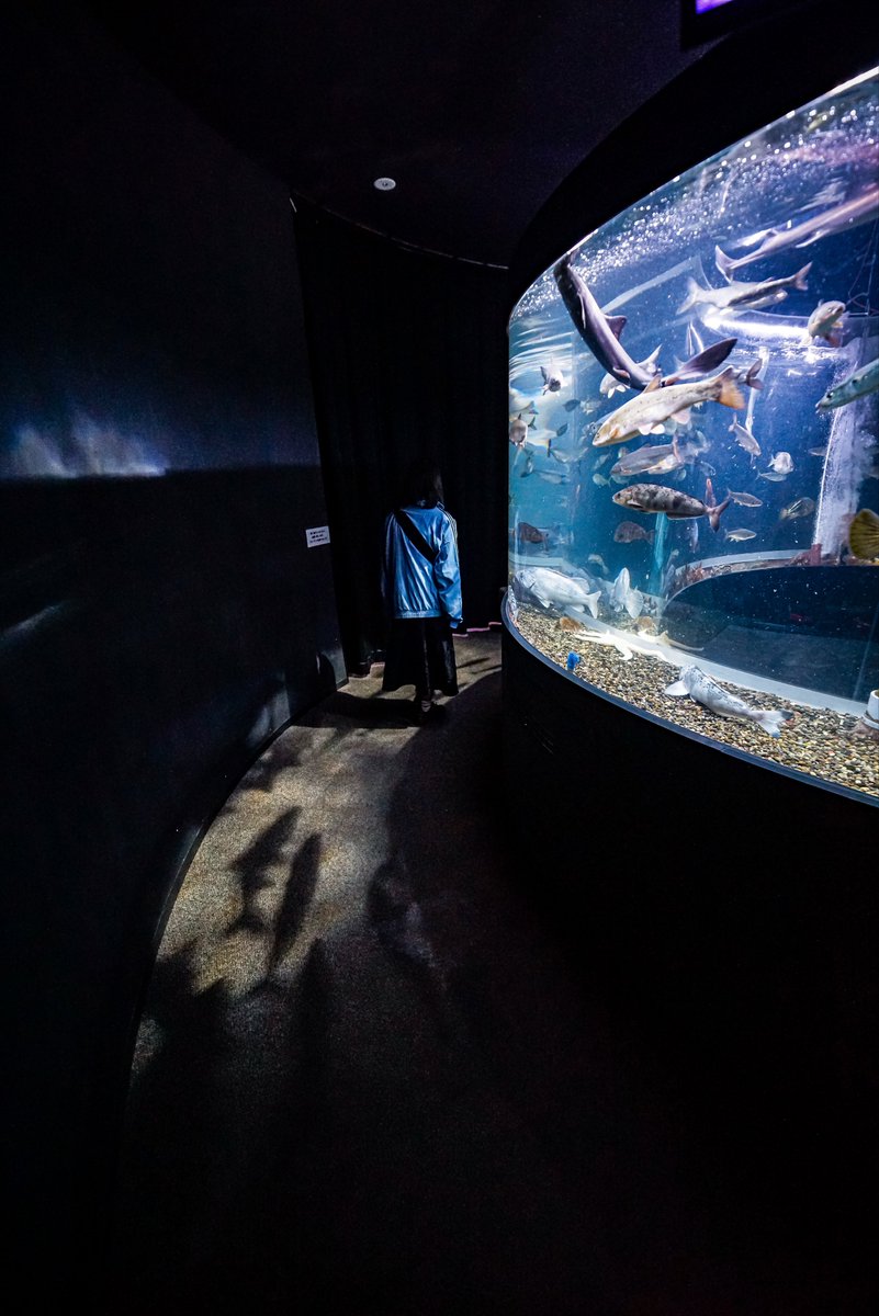 魚の影と歩く
