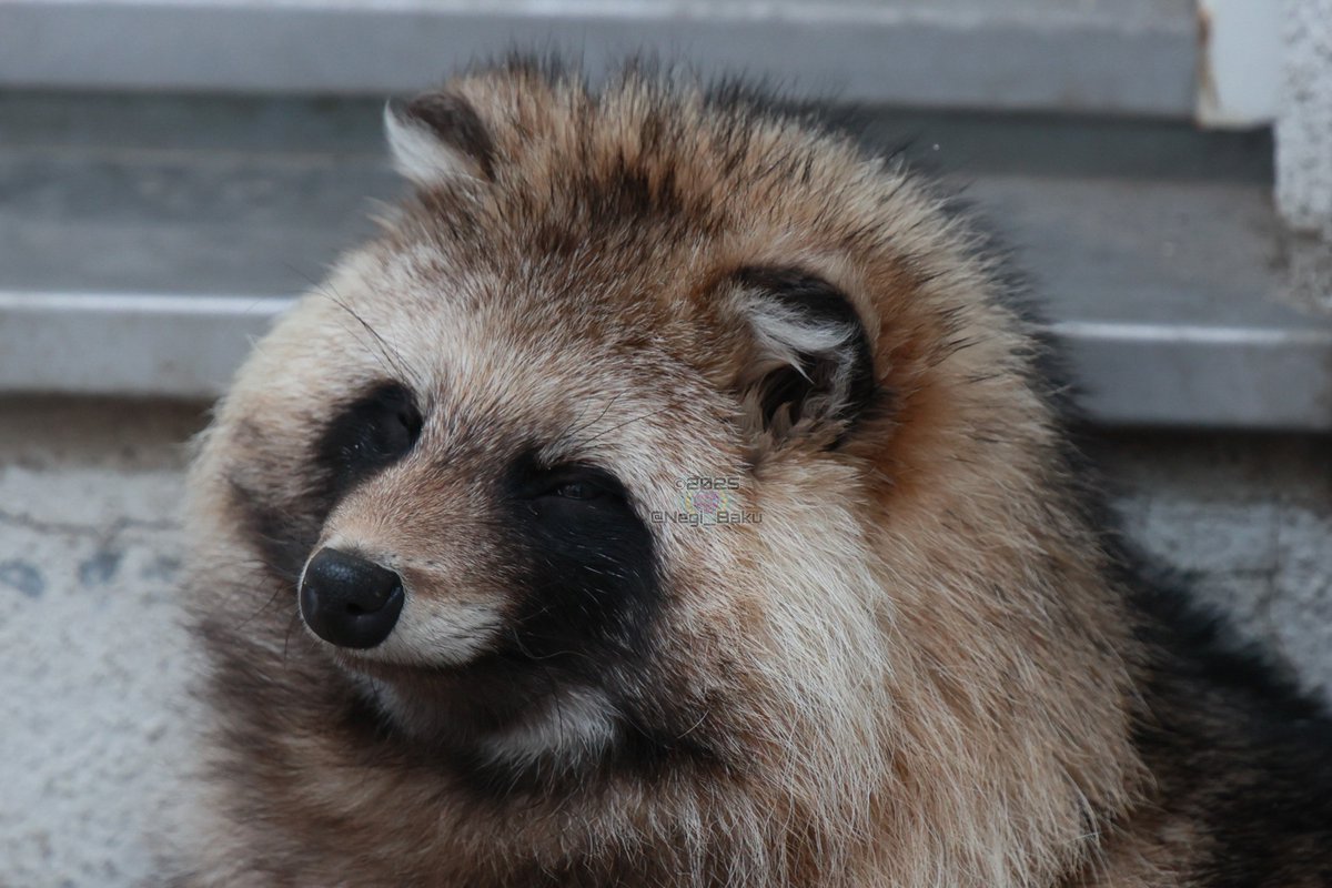 和製パンダ🐼とはこのお方の事だと思っています
#リク #円山動物園 #たぬ金曜日