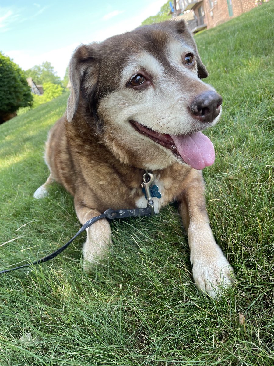 Can’t even believe it’s been a year since I had to say goodbye to her. #dogsoftwitter #katethedog #rainowbridge #imissyou