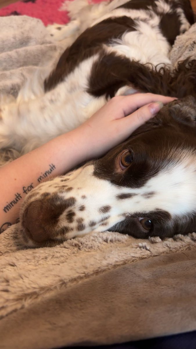 blueberry tweet media