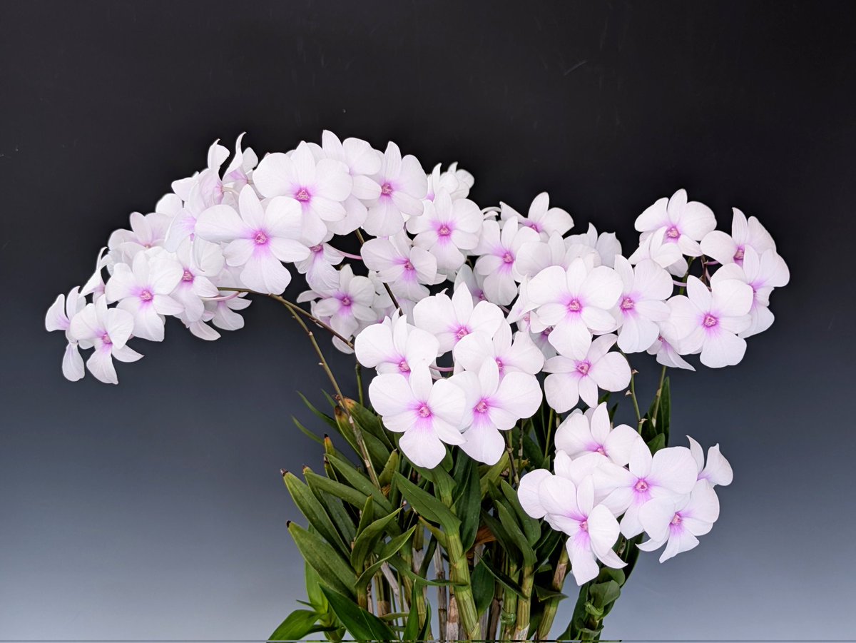 mintポット発送☘️ラスト☘️999❤️極上シースルー花弁【極上ピンクオーレア pure waterオーキッド on X: 