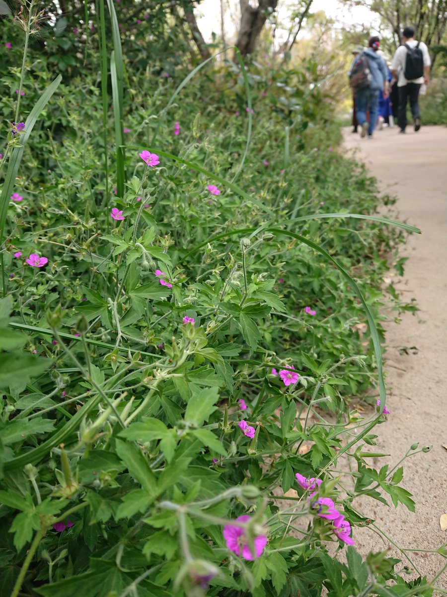mysterysnack1's tweet photo. 2nd week of October #EXPO2025 #ForestOfTranquility
風露草 "Geranium"
鵯花 "Eupatorium makinoi"
The forest was created by transplanting trees scheduled for thinning from Expo‘70CommemorationPark and other parks in OsakaPRF.
The placement of trees was planned using simulation AI. https://t.co/0T7soAmJJa