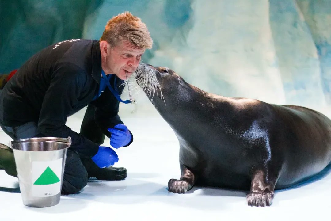 arcot2arctic's tweet image. அரோரா பார்க்க நெறய பேர் நோர்வே வரணும் என்று கேட்கிறார்கள். அவர்களுக்கான பதிவு இது 

நோர்வே schengen zone ல வருவதால் நீங்கள் schengen ஏரியாவில் இருக்கும் எந்த நாட்டிற்கு வேண்டுமானாலும் விசா எடுத்துக்கொண்டு அல்லது இருந்தால் நோர்வே வரலாம். முதல் முறை schengen வாங்கிக்கொண்டு பயணம்…