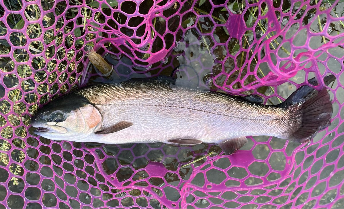 しぬほどバラしまくって、結局10匹くらい 