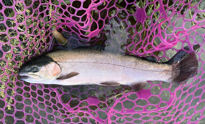 しぬほどバラしまくって、結局10匹くらい 