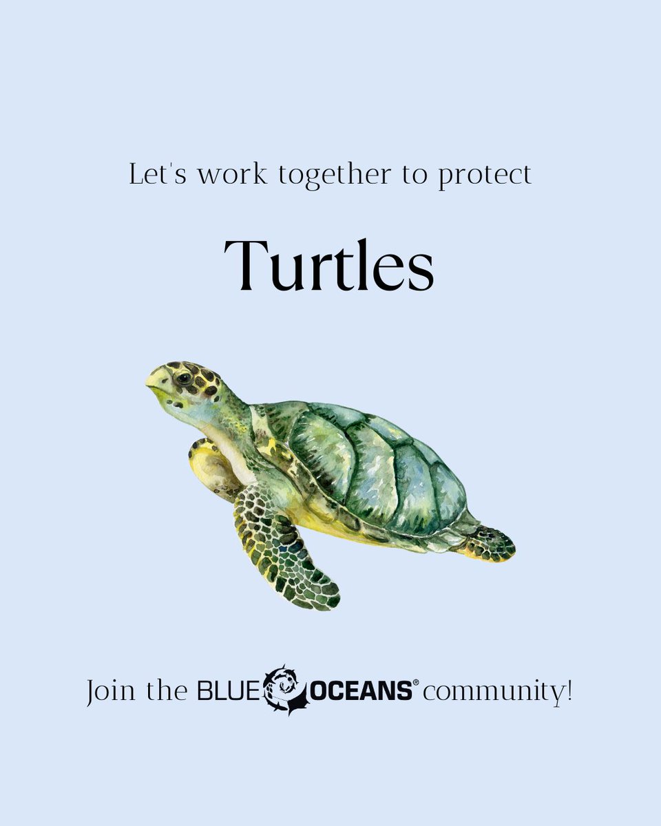 Did you know some sea turtles can hold their breath for up to 7 hours while resting underwater? 😮🌊
Learn more surprising sea turtle facts 🐢

#blueoceans #turtles #marinelifemonday