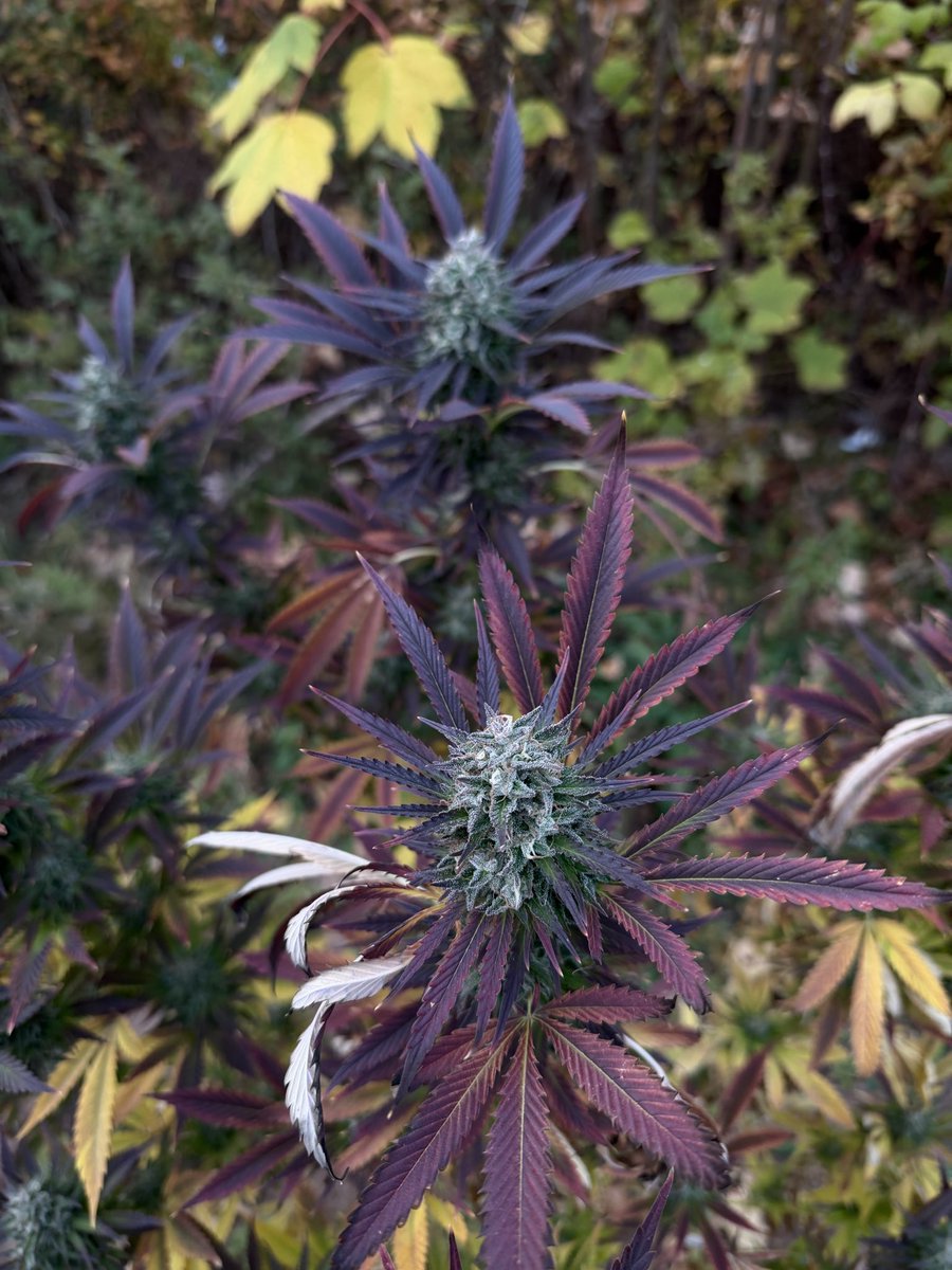 Couple pics from a few of mine and my gfs crops #WeedLovers #iPhone17ProMax
