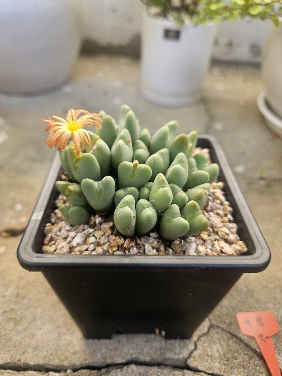 ghk1001mi's tweet image. 🌵 작고 통통한 게 세상 제일 귀여워 😍
#다육이 #식집사 #힐링타임 #초록이사랑 #설악산 #대전 #서울