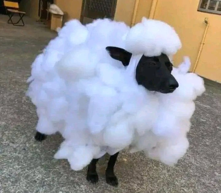 fwpamzy's tweet image. Pet for sale!!!

Just 15 million naira only, slide into my dm if you are interested.