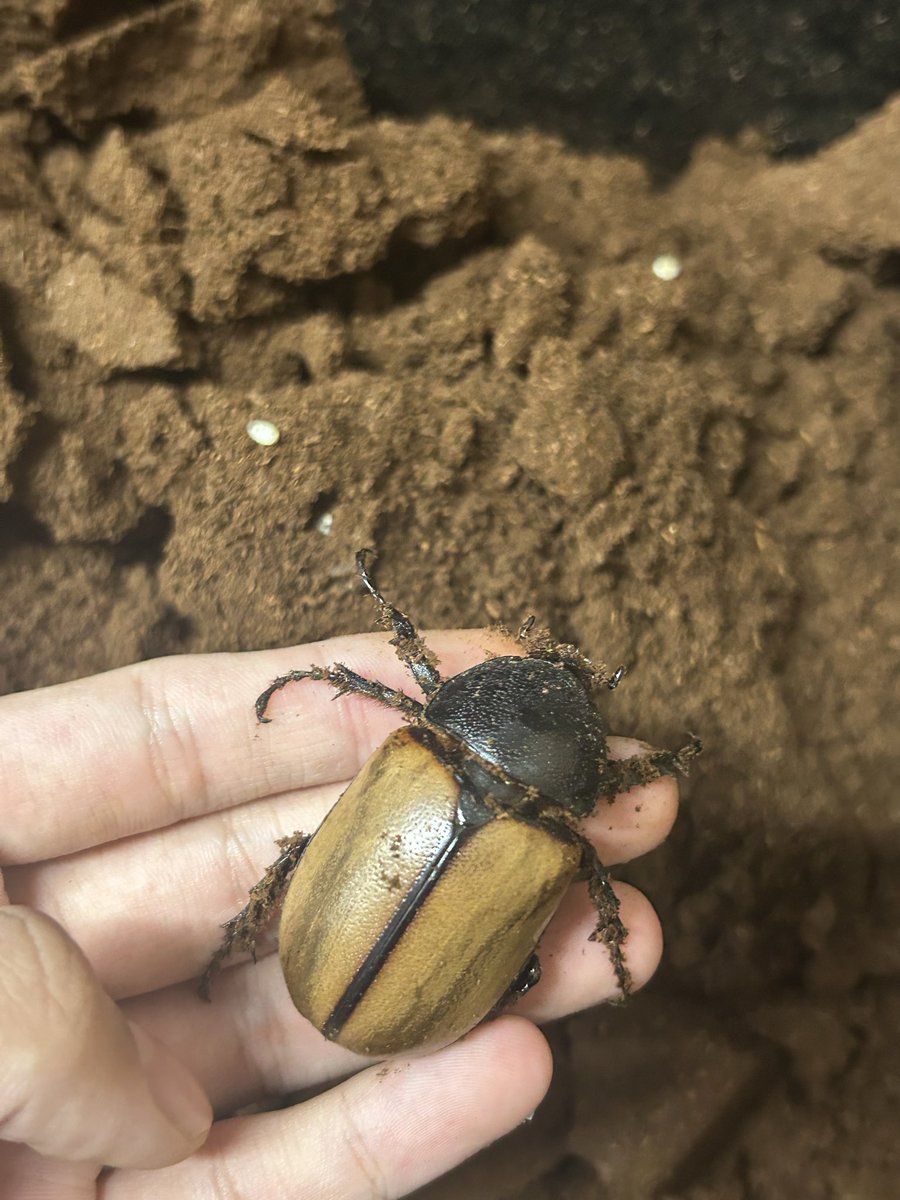 うろの周りウロウロ (@LyhvXfk) / Posts / X