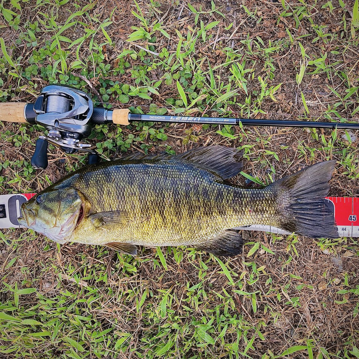 yamadia4's tweet photo. 訳あって・・半年以上お休みしてましたが久しぶりに行ってきました🎣
「デジーノ・レーベン」も新たな武器として
増竿‼️イイ感じっす❤️しかし400g大盛りはキツかった🤣
#Bass #bassfishing #fishing #バス #バス釣り #バスフィッシング #川バス #虎狩り #ブラックバス #スモールマウスバス #デジーノ https://t.co/buk806XbqJ