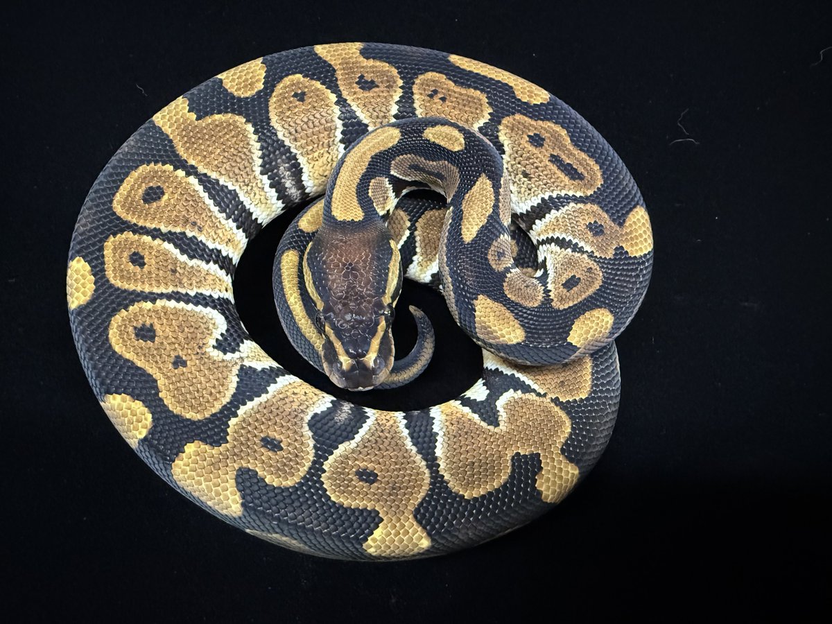 FReptiles's tweet image. 2025.10.11入荷
【ボールパイソン2025.JPCB】

ノーマルボール入荷しました♪
全匹冷凍ピンクラット餌付け済み◎
下取り個体ですのでお安く出しております。
価格はHPにどうぞ。
気になる方はお早めにご検討くださいませ。

#爬虫類専門店広島
#ファインレプタイルズ
#FINEREPTILES