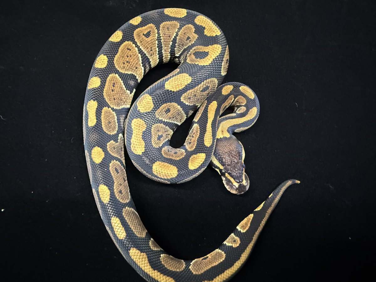 FReptiles's tweet image. 2025.10.11入荷
【ボールパイソン2025.JPCB】

ノーマルボール入荷しました♪
全匹冷凍ピンクラット餌付け済み◎
下取り個体ですのでお安く出しております。
価格はHPにどうぞ。
気になる方はお早めにご検討くださいませ。

#爬虫類専門店広島
#ファインレプタイルズ
#FINEREPTILES