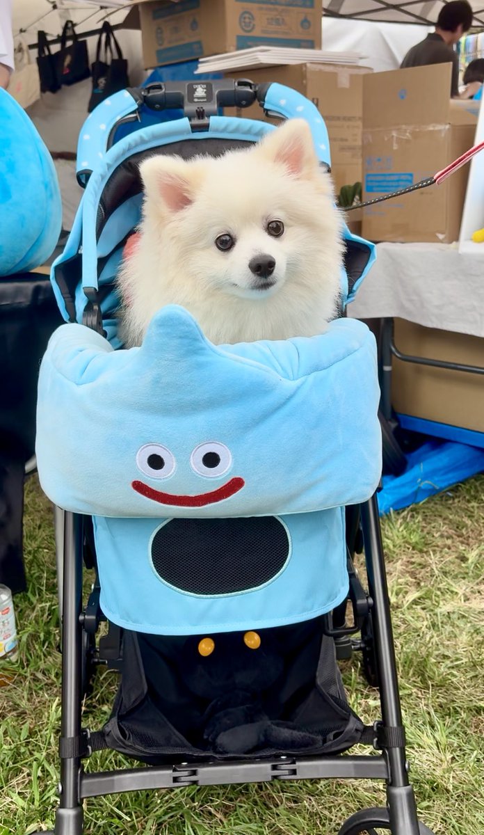 シフォン、2度目の参加でした🐕✨
可愛いお洋服も買えたし、ドッグランでお友達たくさん出来たし、とっても楽しかった〜！雨も降らなくて良かった🥲

今週末も駒沢わんこ祭りに行きます！笑
ご飯系をたくさん買いたい😖❕

#ポメラニアン
#ポメフェス
#ポメフェス2025ハロウィン