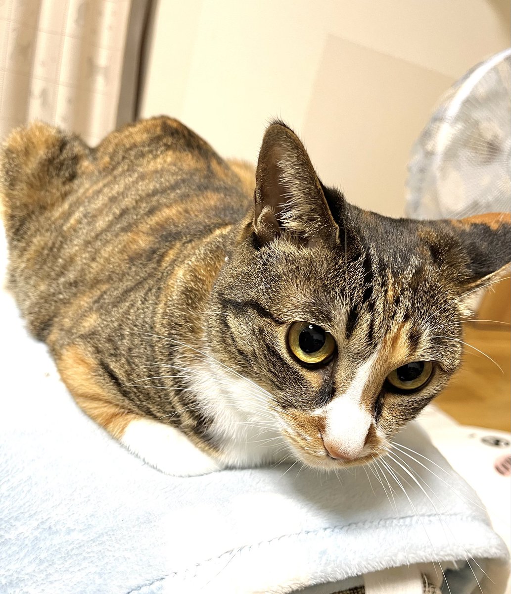NANA猫ページ 縞ミケ保護猫ナナちゃん (@777nanachaaaan) / Posts / X