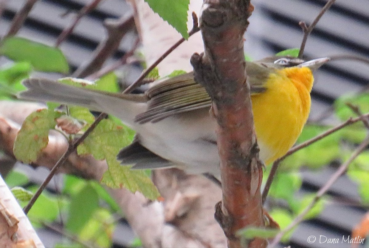 The Yellow-breasted Chat at Verizon Plaza looks skyward just before yesterday’s rain. #birdcpp
