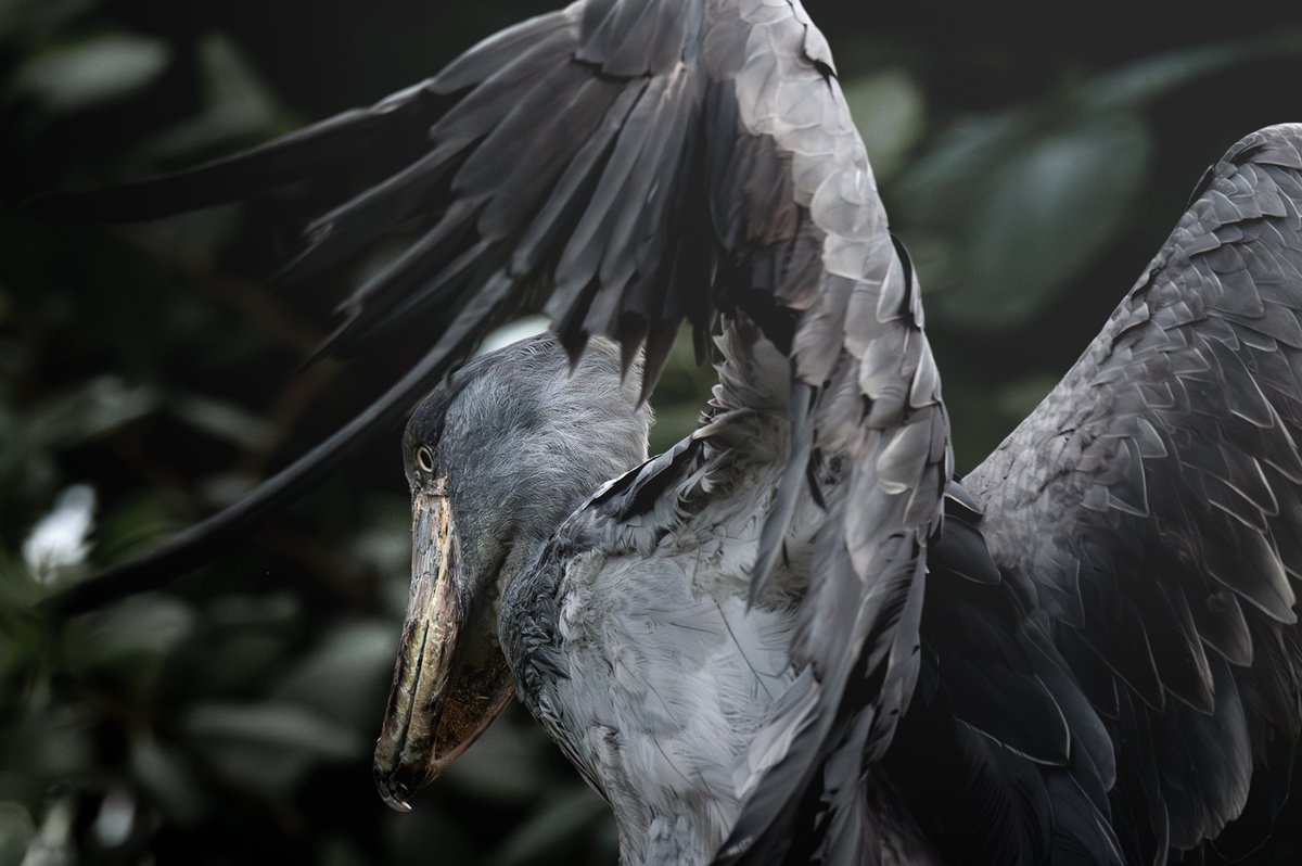 躍動

Nikon Z6ll
NIKKOR Z 180-600mm f/5.6-6.3 VR