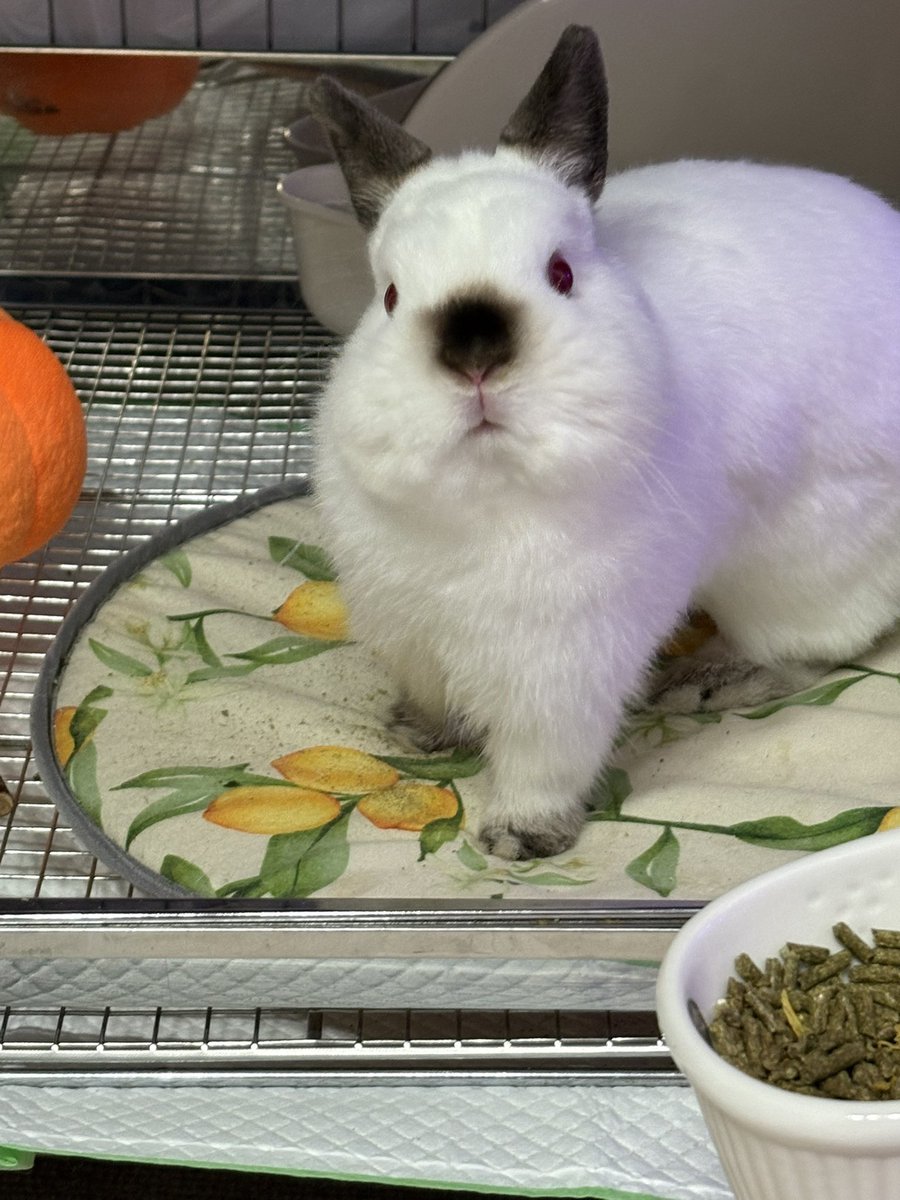 飼い主が掃除している様子を、不思議そうにじーっと見つめるウサギ。

「なんだこの大きな機械は…？」

しかし、彼はまだ知らない。
このあと掃除機が爆音を響かせ、部屋中を駆け回る羽目になることを。