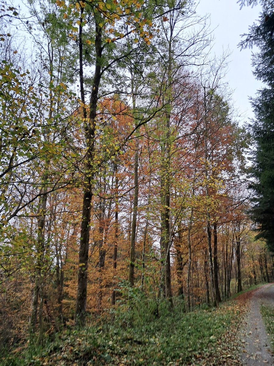 Herbstwetter .Naturlandschaft. Handyfoto .Samsung
