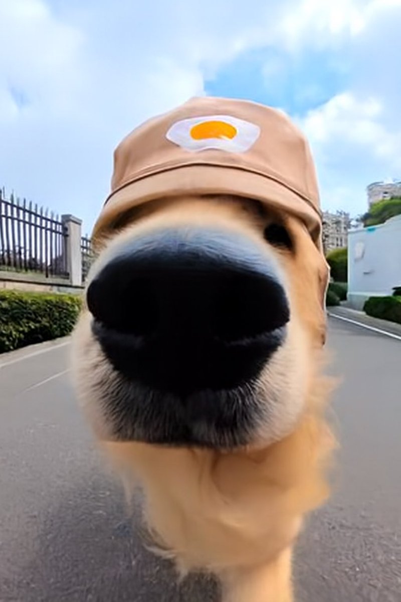 limsitless's tweet image. It's not too late if you want to join the most popular Dogs on Douyin

0x103f4b2c1d90a37245b686d2021ebeca0be44444