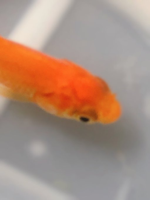 Twitterのコスプレ画像7