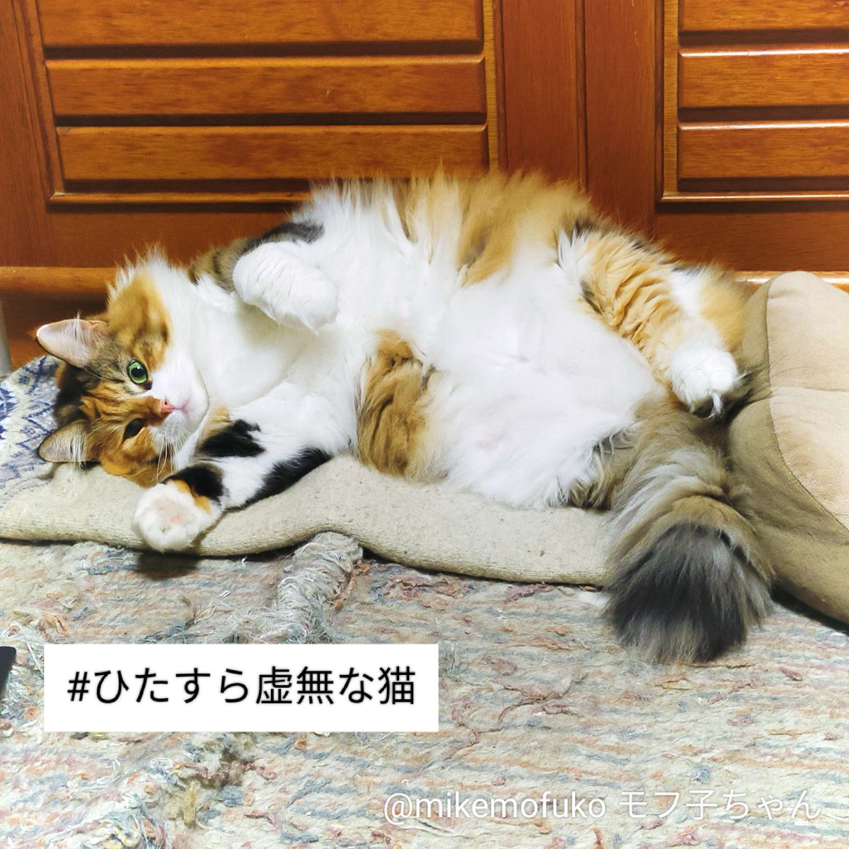 猫好きさんと繫がりたい - Search / X