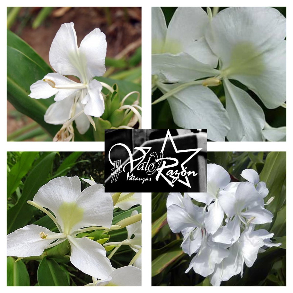 «Yo creo que los símbolos representan todas las luchas, (...) Es decir, no representan una parte de la historia, representan toda la historia».🇨🇺
 El 13 de Octubre de 1936 se declara la Mariposa como Flor Nacional. Un atributo que amamos .  #100AñosConFidel
#ValorYRazón