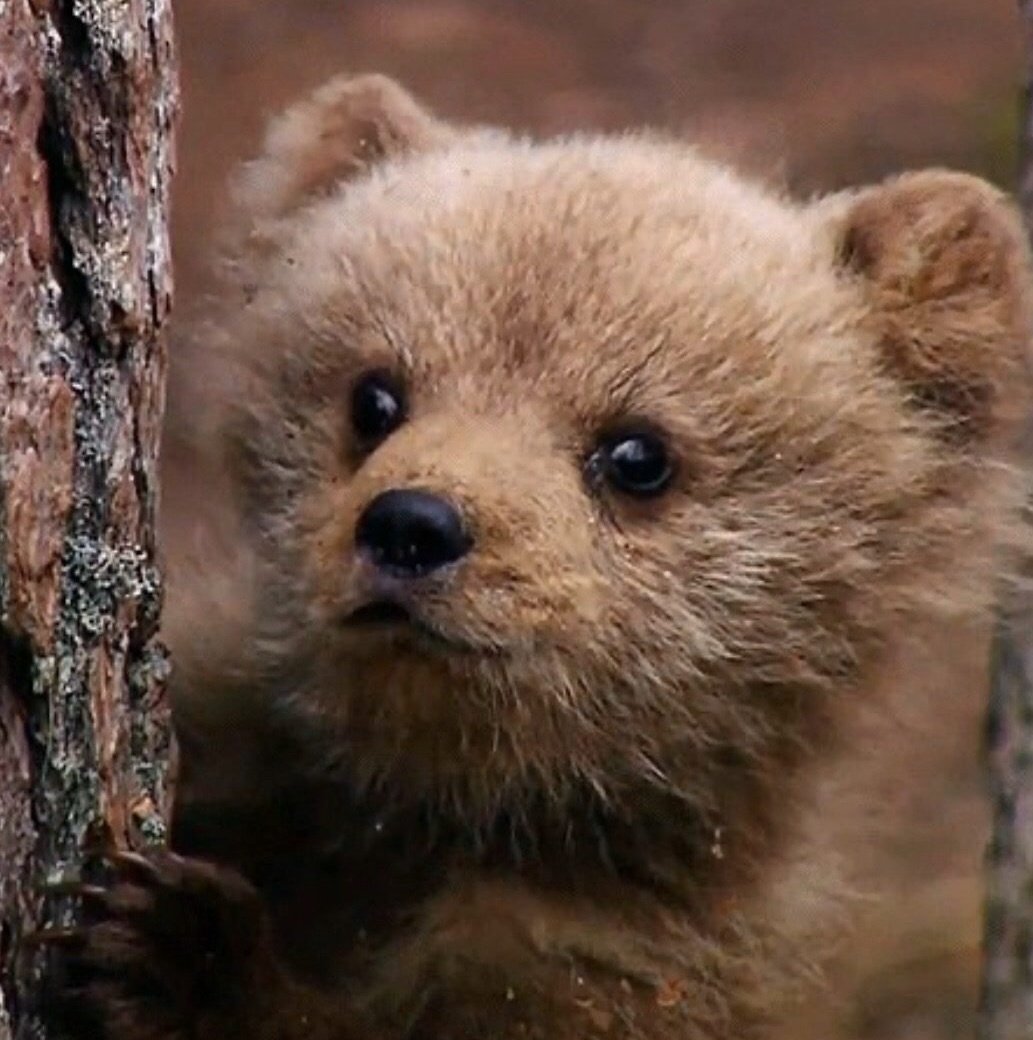 the most bear coded person to ever bear code