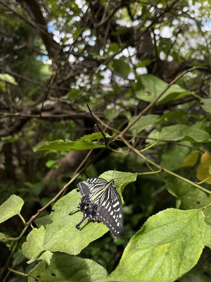 cocopiyo's tweet photo. 羽化しました
#アゲハチョウ
#チョウ
#蝶
#butterfly
#羽化
#昆虫
#虫
#庭
#梅の木
#cocopiyo https://t.co/D8wqFyhyBH