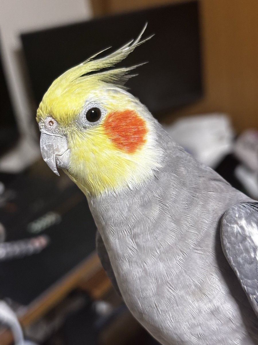 shian667's tweet photo. きゃわわ🦜 https://t.co/MeIH3NNgSx