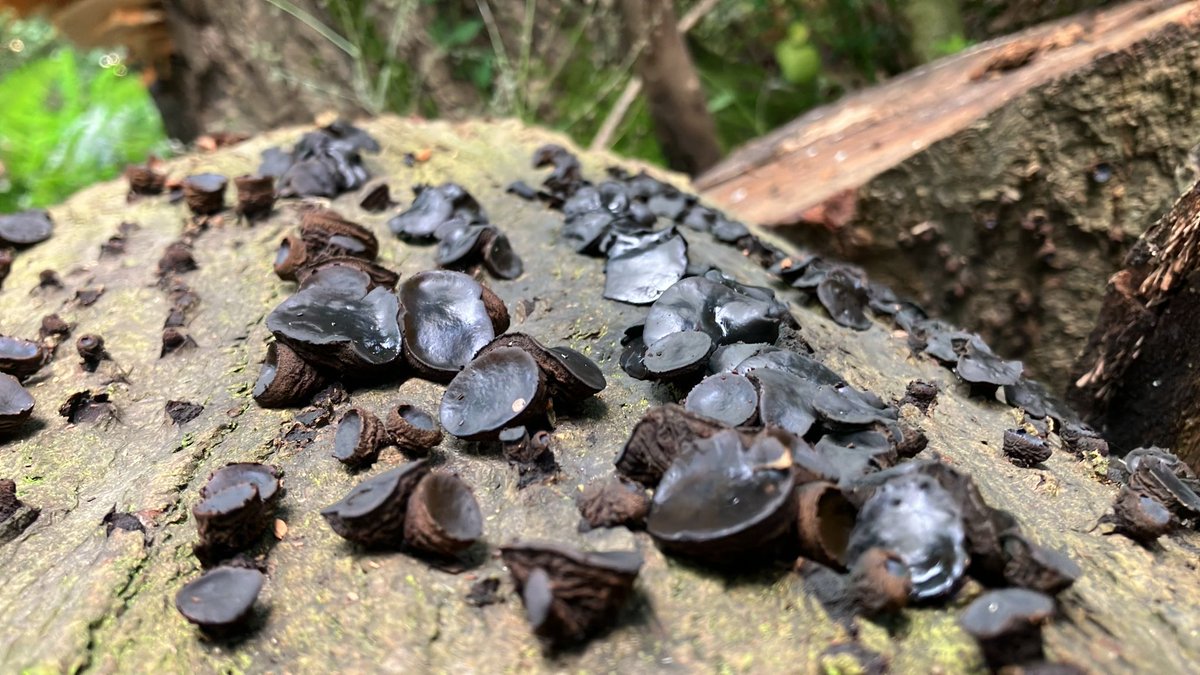 This fungus traditionally known as ‘poor man's liquorice’ is officially named Bulgaria inquinans, or sometimes also called black bulgar or black jelly drops. If you see it in the parks please enjoy how it looks, but don’t try and eat it!