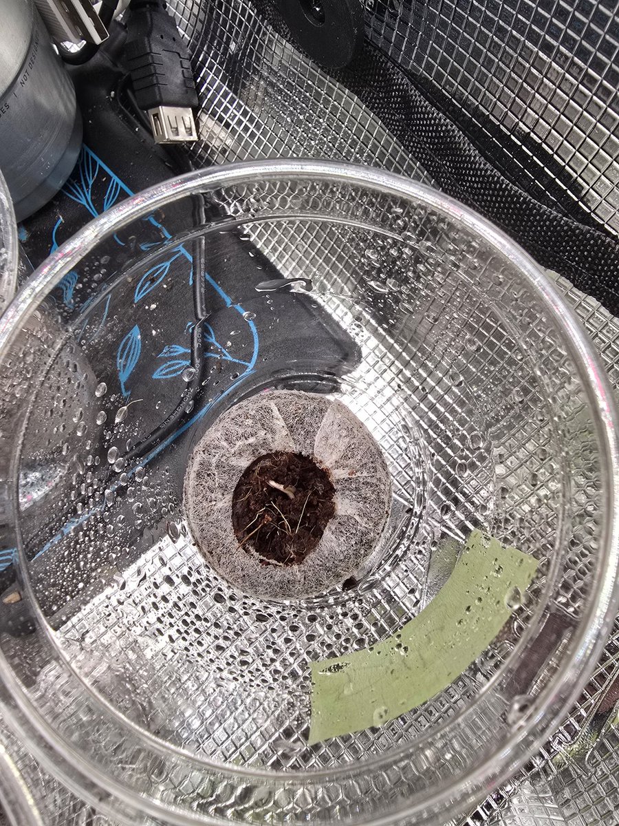 MNGrowin's tweet image. Two Dillys by @triptoeseedco making their way into the light! 👊💚