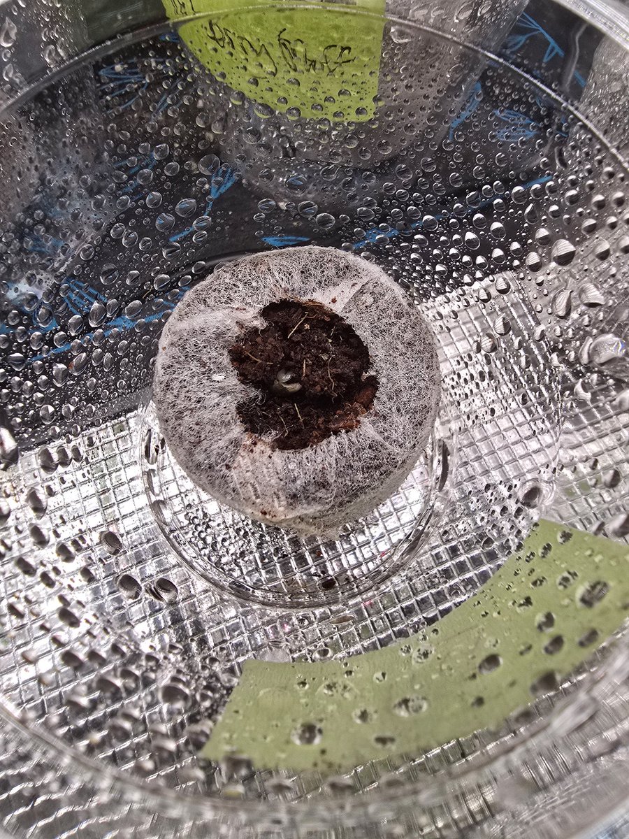 MNGrowin's tweet image. Two Dillys by @triptoeseedco making their way into the light! 👊💚