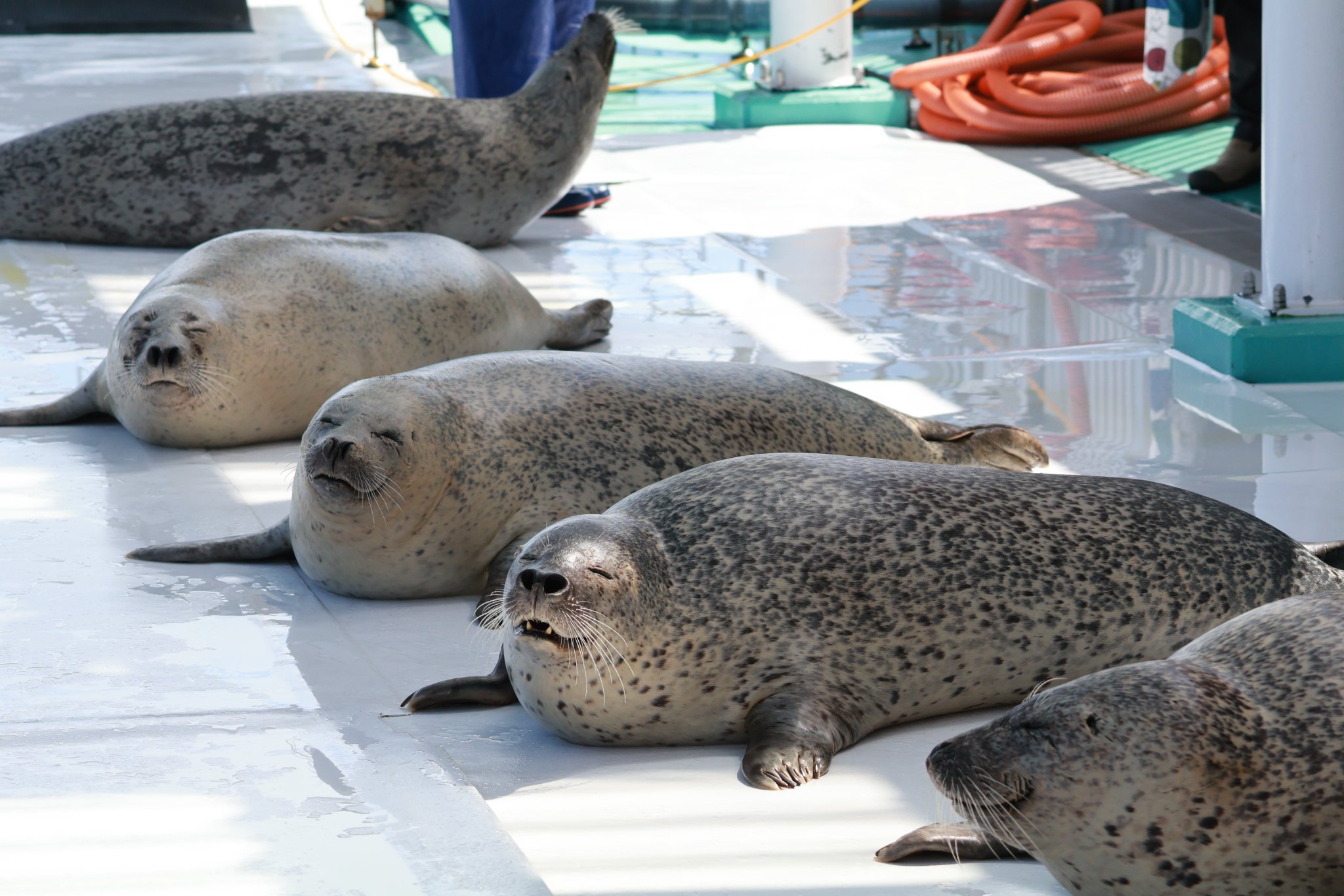 【未開封】アザラシ くじ 5点セット(ノーマル以外) かお🦭 on X: 