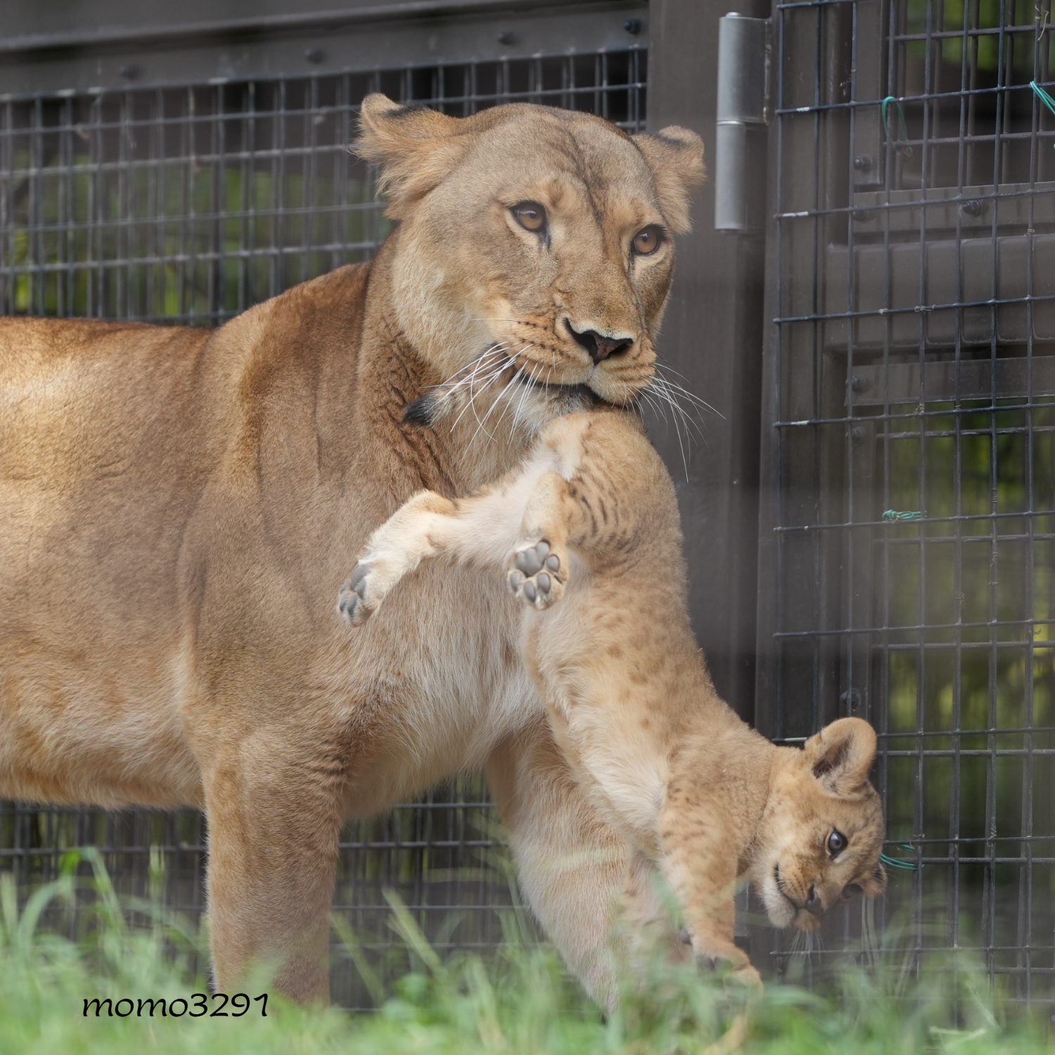 しばライオン ライオンキング 赤ちゃんシンバ 43243 | ディズニー™ |レゴ