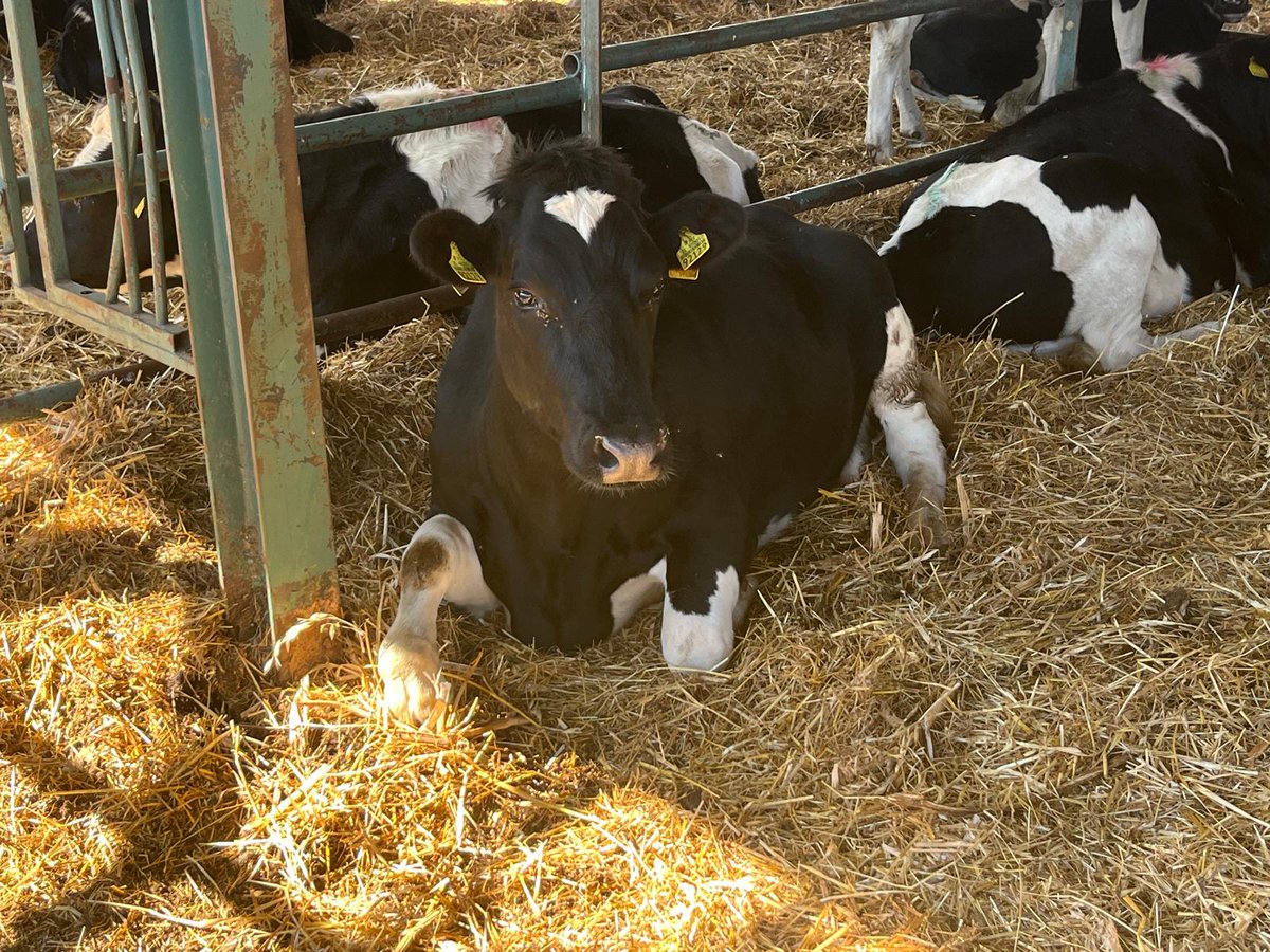 Bóthar Charity Ireland tweet media