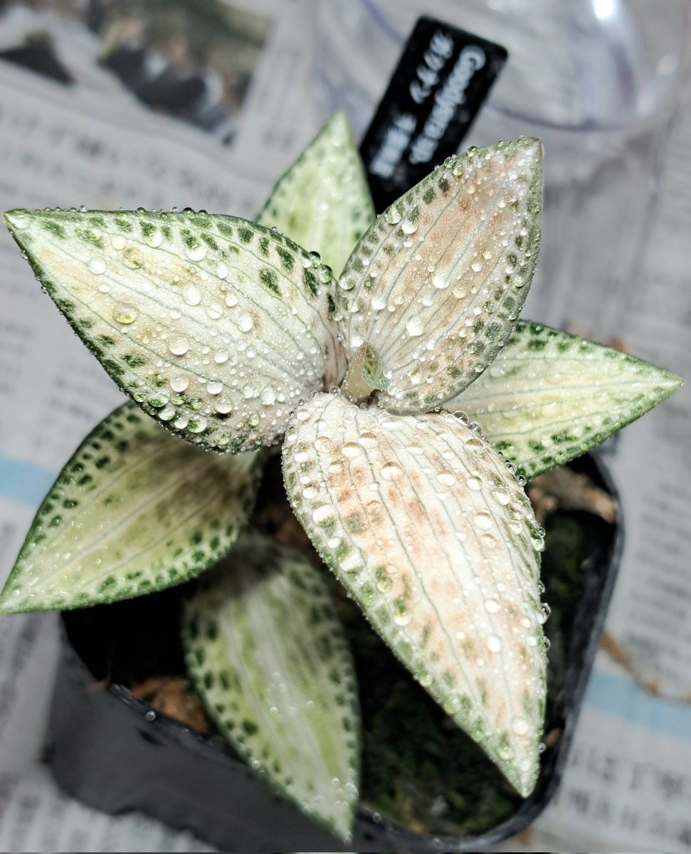 p6TXOL6sYyPcWGQ's tweet photo. Goodyera sp. 
ガクナン　千葉県産

植え替え中。
綺麗なんでつい手を止めて撮影してしまうw https://t.co/VjMDPiQA7g