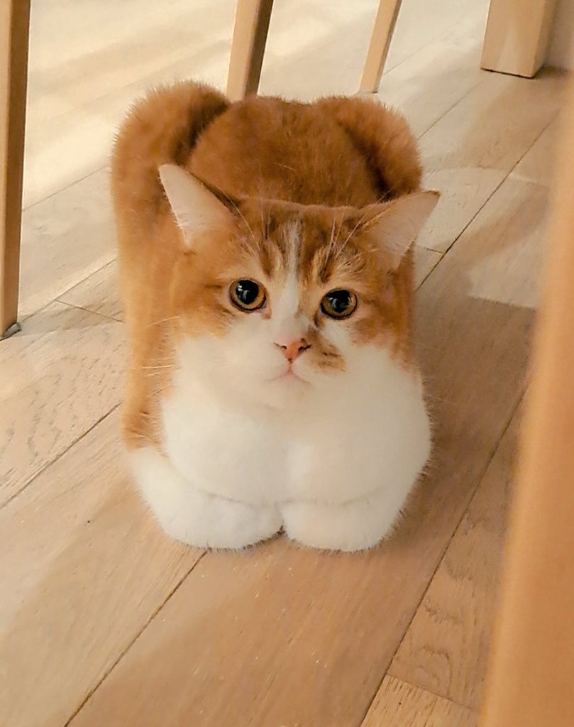 きなこもち✨(ｽｺ♂もなか) (@KinakoMonaka312) / Posts / X